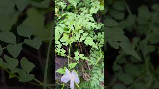 Jasminum grandiflorum plant  பிச்சிப்பூ 🪴  just one year plant [upl. by Adihsar932]