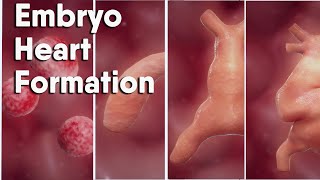 Do you know how is the Heart Formation In Embryo heart formation embryology animation [upl. by Auohs563]