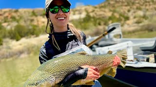 New Mexico State Record Brown Trout Caught on The San Juan River [upl. by Sancha]