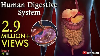 Learn About Human Digestive System  Animation Part 1 iKen  iKen Edu  iKen App [upl. by Eiduam387]