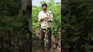 Red Sandal Plants  Erra Chandhanam Mokkalu  Best Wood Plants  Ashok Chakra Nursery [upl. by Aicire]