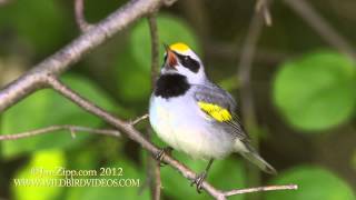 Goldenwinged Warbler sings the quotBluesquot [upl. by Dnarb]