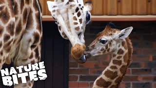 Baby Giraffe Learns How to Run  The Secret Life of the Zoo  Nature Bites [upl. by Saddler]