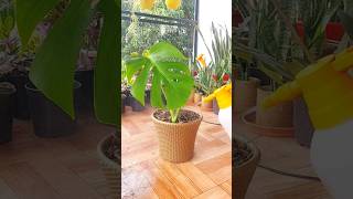 How to Transplant water rooted Monstera plant to Soil [upl. by Inava]