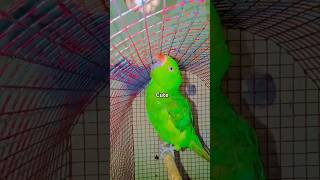 Main tota main tota ringneck parrot shorts porrot birds cute parrrot greenparrot [upl. by Ario]