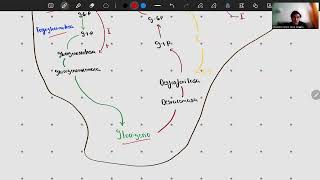 Fisiología del páncreas endocrino II [upl. by Belding]