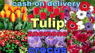 winter flower bulbs tulips anemone crocusiris allium daffodils whatsapp 8273837165 [upl. by Benedetto]