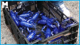 Awesome Rare Blue Crayfish Farming  Blue Marron Harvesting Farm  Australia Blue Crawfish Farms [upl. by Acinnej883]