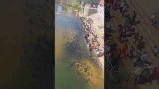 Kappa Sringeri fish 🐠🐟 subscribe viralvideo shortvideo [upl. by Nirb]