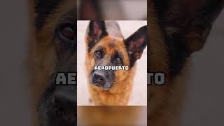 El perro fue abandonado por su dueño y esperó en el aeropuerto durante dos años futurelink movie [upl. by Algy]