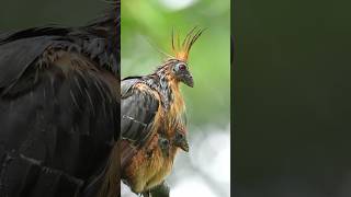 Hoatzin 🐣 🌀✨🐣🥺🥚😮‍💨🫠👀❣️😍 birds kozhi saranfarm chicks egg salem insect [upl. by Cato884]