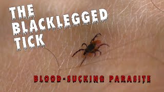 Tiny Ticks Big Troubles Stay Safe From Blacklegged Ticks [upl. by Zetniuq533]