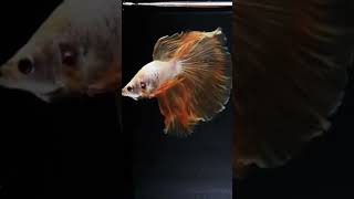 Beautiful half moon betta fish [upl. by Compte]