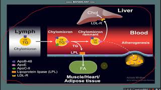 Chylomicron metabolism [upl. by Euk150]