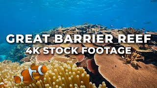 Great Barrier Reef 4K Stock Footage  Vibrant Coral Reefs Wildlife Restoration Coral Bleaching [upl. by Ostler868]