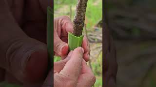 How to Feeding seedlings  Easy Grafting part 930 [upl. by Etessil610]