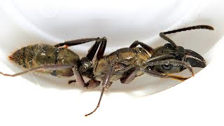 Neoponera do grupo foetida  NA NATUREZA [upl. by Sansbury223]