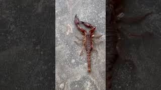 Indian red scorpion  Mesobuthus tamulus [upl. by Sielen]