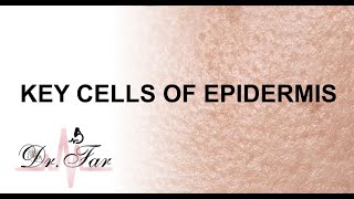 Lesson 3 Key Cells of Epidermis [upl. by Tram]