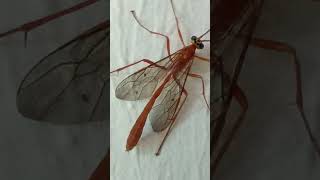 Ichneumon wasp fly kit ptanga kida garmi barish Bhagyalakshmi new episode [upl. by Arreik592]