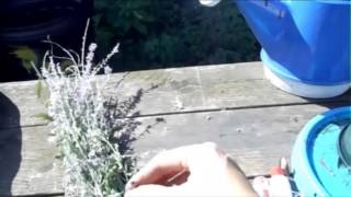 How to Make Smudge Sticks Sage and Lavender [upl. by Sousa839]