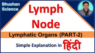 Lymph node Lymphatic Organ  Lymphatic System  in Hindi  Bhushan Science [upl. by Mahla771]