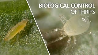 Biological control of thrips  Amblydromalus limonicus [upl. by Laet210]