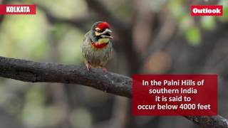 Nesting of Coppersmith Barbet [upl. by Fredek]