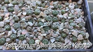 11 month old update on Astrophytum Asteria Ariocarpus Gymnocalycium [upl. by Plank234]