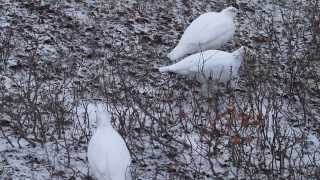 foraging ptarmigan [upl. by Hguh]