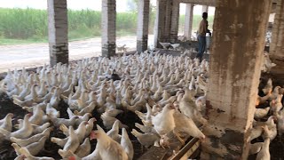 Pakistan Poultry Farm  Pakistan Production  Pakistan farming  part 63 [upl. by Wrench]