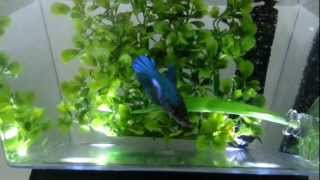 Blue Female Veiltail Betta [upl. by Kela]