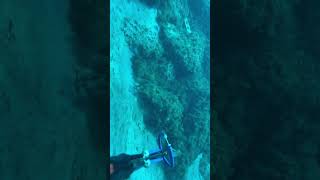 Healthy Mangrove Snapper at reef off of Jupiter FL [upl. by Odlauso]