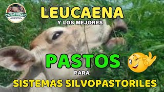 Leucaena y los mejores pastos para Sistemas Silvopastoriles ganaderiacolombiana [upl. by Hoem]