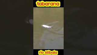 PESCARIA DE TABARANA no rio Atibaia fishing fish carpfishing [upl. by Samuelson715]