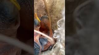 Tiny Cisticola Babies Chirping for Food ytshortsviral trendingshorts [upl. by Kwarteng]