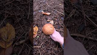 Porcini🍄Boletus edulis15112024 mushroom wildmushrooms short grzyby fungi pilze forest 4k [upl. by Inol600]