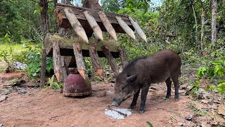 Build Wild boar Trap Using Sharp Woods wildanimal shortvideo [upl. by Wenda906]