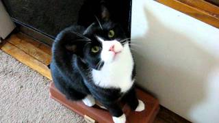 Charlie the 18 lb tuxedo cat demanding food [upl. by Seaver920]