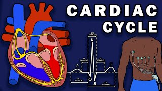 THE CARDIAC CYCLE  Phases Pressure Changes ECGEKG [upl. by Annauqahs]