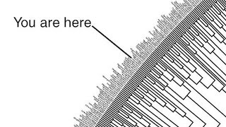 La place de lHomme dans le vivant Where do we fit in the tree of life [upl. by Kaitlynn]