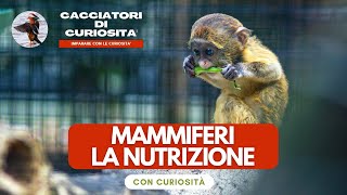 Vertebrati Mammiferi  La NUTRIZIONE per la scuola primaria [upl. by Rochemont355]