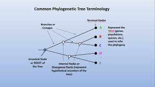 Phylogeny 1  Basic terminologies [upl. by Settle]