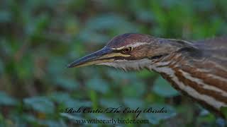 Botaurus lentiginosus AMERICAN BITTERN stalking and catching crayfish 3028898 [upl. by Christiane]