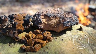 Chaga Mushroom The Harvest Benefits Processing and Brew [upl. by Bradleigh]