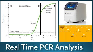 Real Time PCR Analysis qPCR Terms [upl. by Cassaundra]