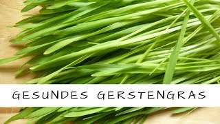 Gerstengras  ein geniales und gesundes Lebensmittel [upl. by Nailuj]