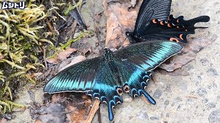 【Papilio maackii】ミヤマカラスアゲハ春型 吸水3 [upl. by Welles]