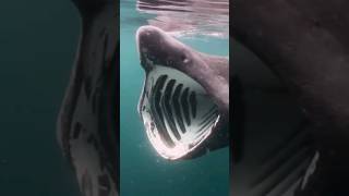 Giant Basking Shark Close To Diver baskingshark shark shorts [upl. by Aiykan]