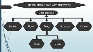 Introduction to Microbiology in Hindi  Microbiology with Sumi [upl. by Anual]